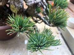 那须和那须娘的五针松下山桩有什么区别