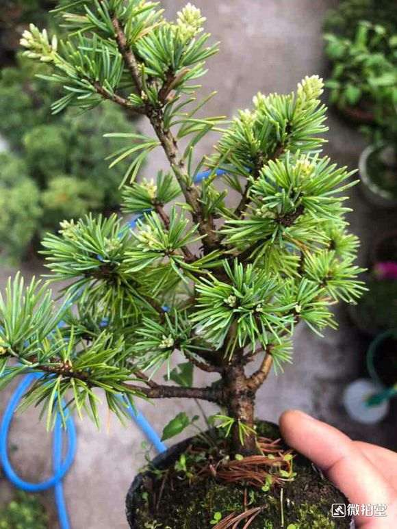 为什么那须五针松下山桩的针短且粗 图片