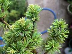 为什么那须五针松下山桩的针短且粗 图片