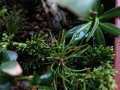 3月底扦插的宝来五针松下山桩 可以吗