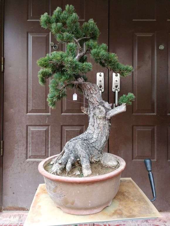 大阪松下山桩怎么嫁接过小黑松做砧木