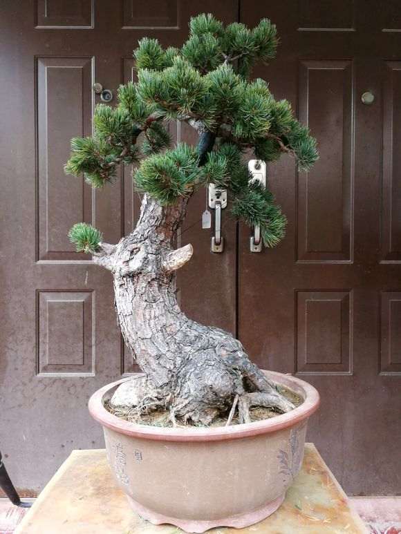 大阪松下山桩怎么嫁接过小黑松做砧木