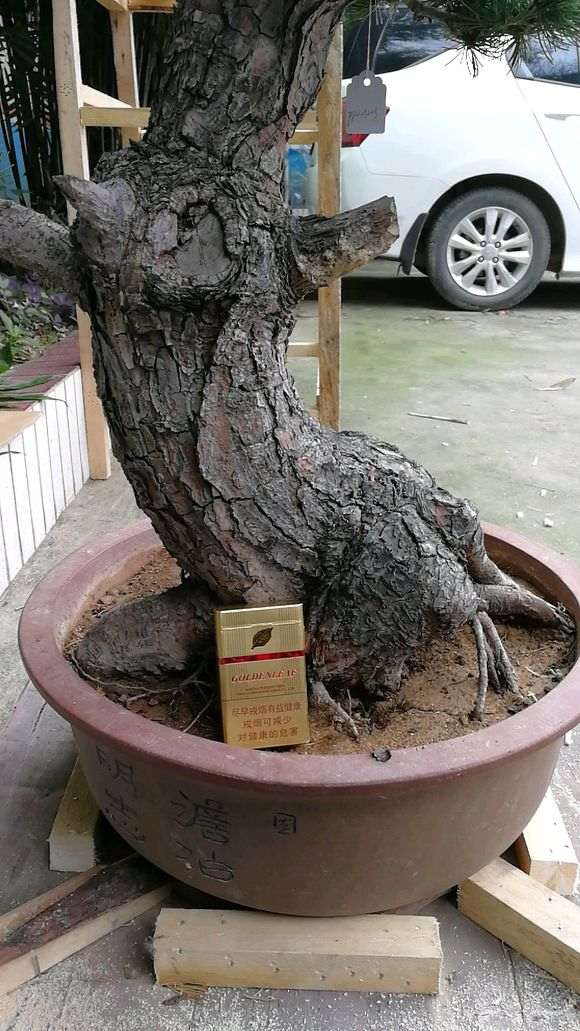 大阪松下山桩怎么嫁接过小黑松做砧木