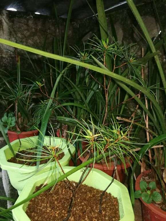 五针松下山桩有没有成活的可能吗 图片