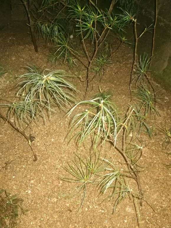 五针松下山桩有没有成活的可能吗 图片