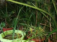 五针松下山桩有没有成活的可能吗 图片