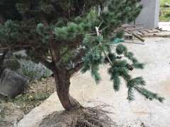 五针松下山桩移植1个月叶子发黄 怎么办