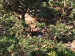 为什么山东玩五针松下山桩的很少 图片