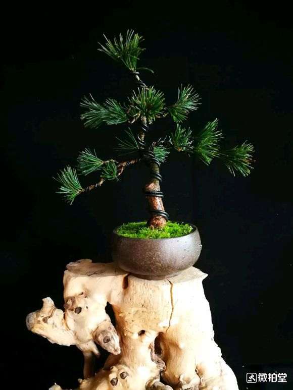 五针松下山桩怎么短叶的方法 图片