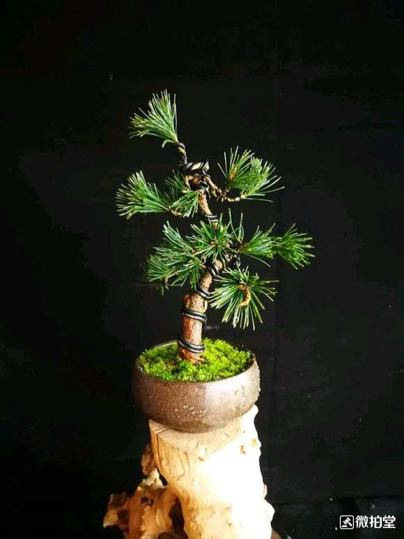 五针松下山桩怎么短叶的方法 图片