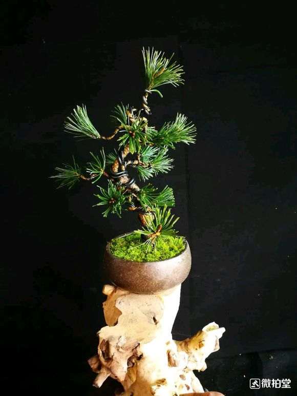 五针松下山桩怎么短叶的方法 图片