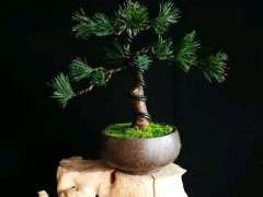 五针松下山桩怎么短叶的方法 图片