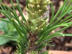 为什么五针松下山桩的新老叶有差距