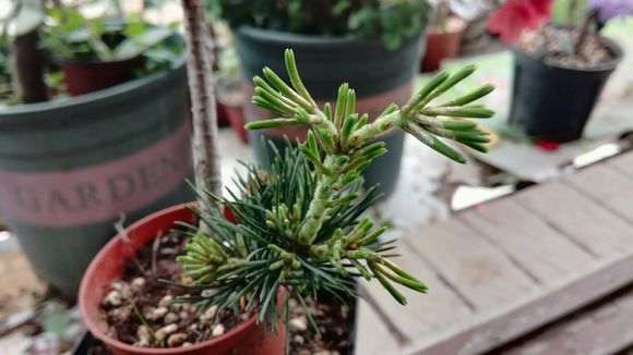 五针松下山桩的发芽是不是徒长阿 图片