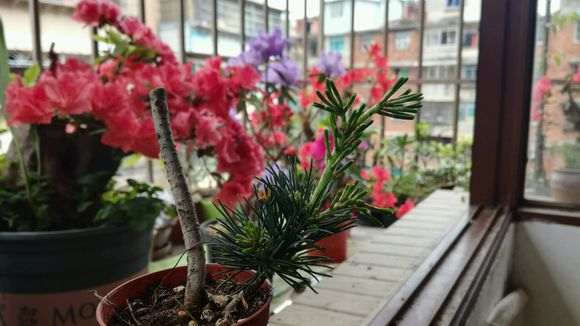 五针松下山桩的发芽是不是徒长阿 图片