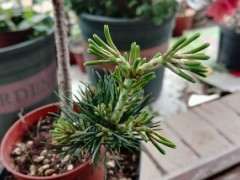 五针松下山桩的发芽是不是徒长阿 图片