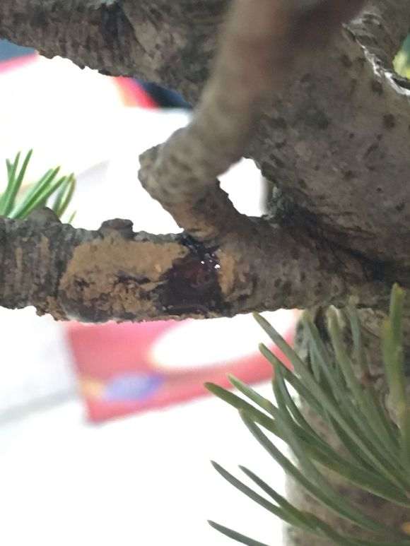 请问五针松下山桩流松油 怎么办 图片