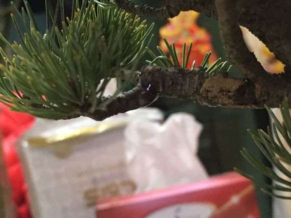 请问五针松下山桩流松油 怎么办 图片