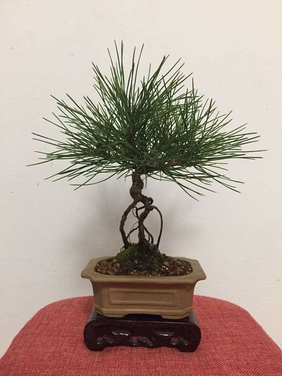 为什么五针松下山桩根系好 生长速度快