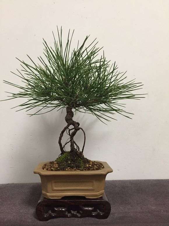 为什么五针松下山桩根系好 生长速度快