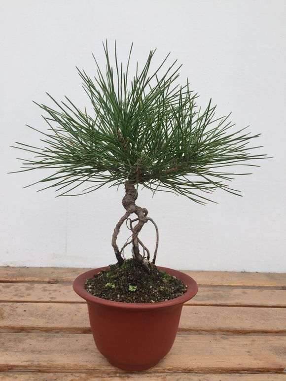 为什么五针松下山桩根系好 生长速度快