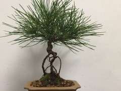 为什么五针松下山桩根系好 生长速度快