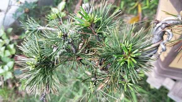 为什么五针松下山桩在南方养不过三年