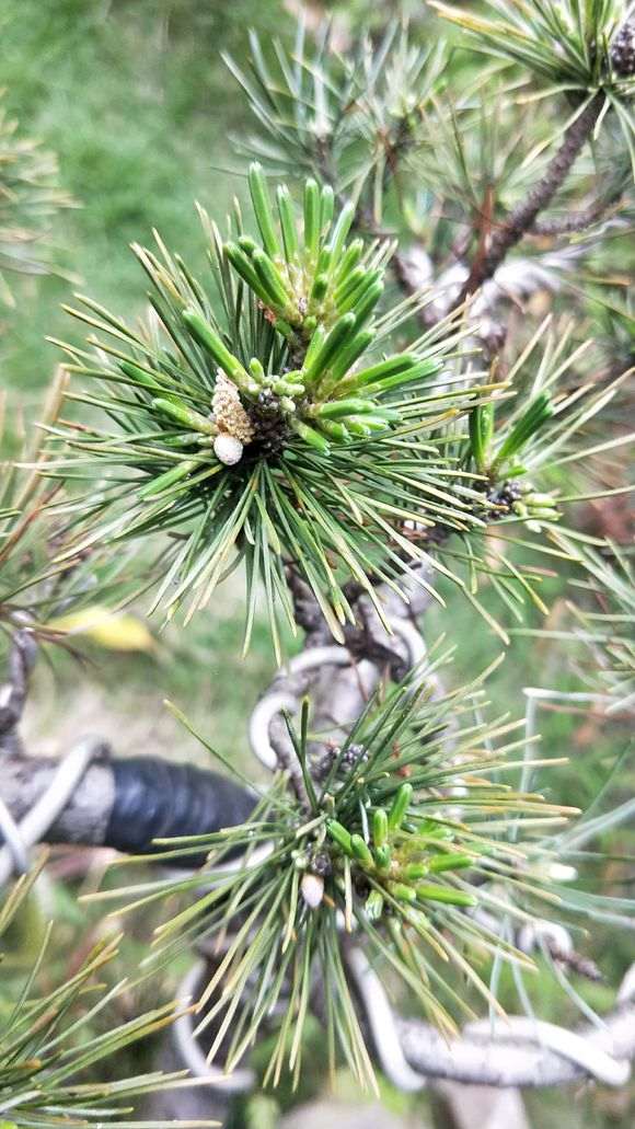 为什么五针松下山桩在南方养不过三年