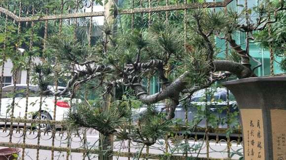 为什么五针松下山桩在南方养不过三年