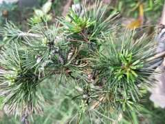 为什么五针松下山桩在南方养不过三年