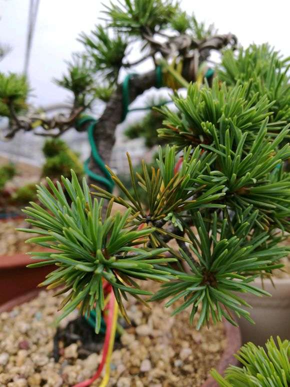 普通五针松下山桩可以养成瑞祥吗 图片