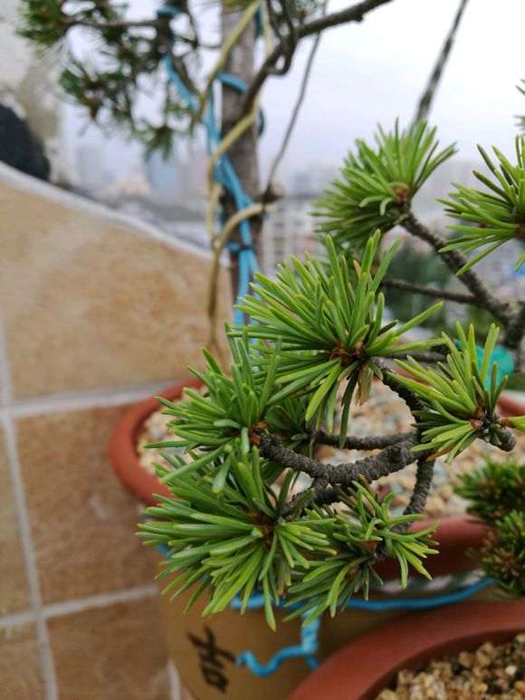 普通五针松下山桩可以养成瑞祥吗 图片