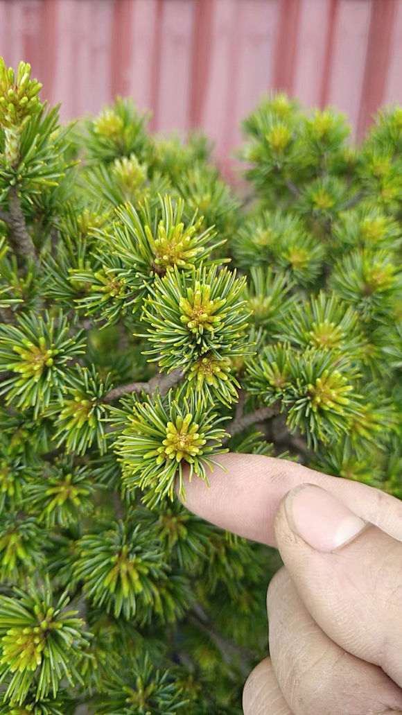 普通五针松下山桩可以养成瑞祥吗 图片