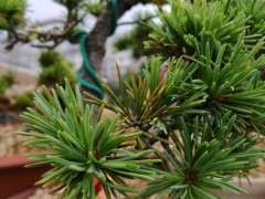 普通五针松下山桩可以养成瑞祥吗 图片