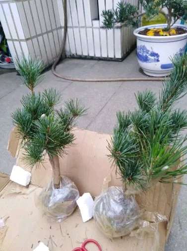 大阪松下山桩到底有没有种子 图片