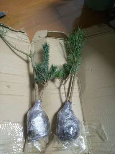 大阪松下山桩到底有没有种子 图片