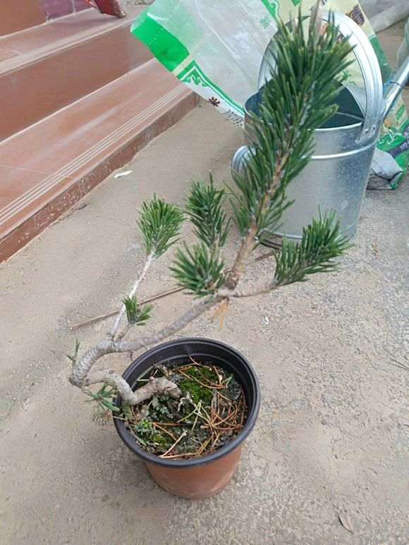 几颗原生的五针松下山桩寸稍