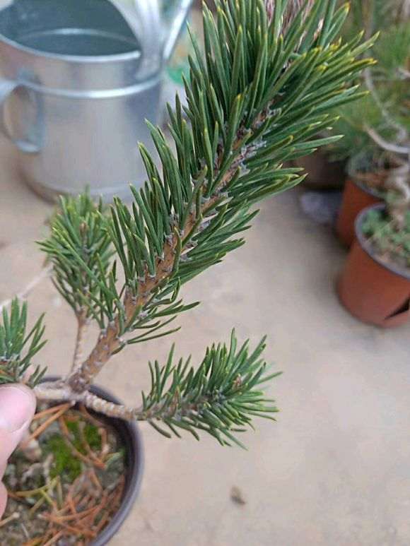 几颗原生的五针松下山桩寸稍