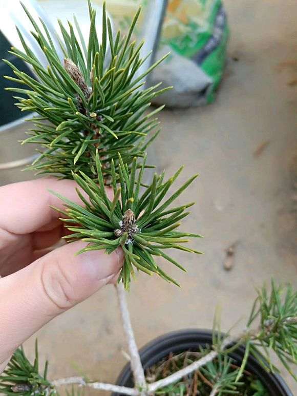 几颗原生的五针松下山桩寸稍