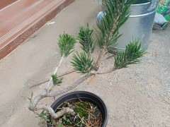 几颗原生的五针松下山桩寸稍