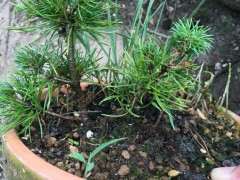 请问这个瑞祥五针松下山桩可以吗 图片