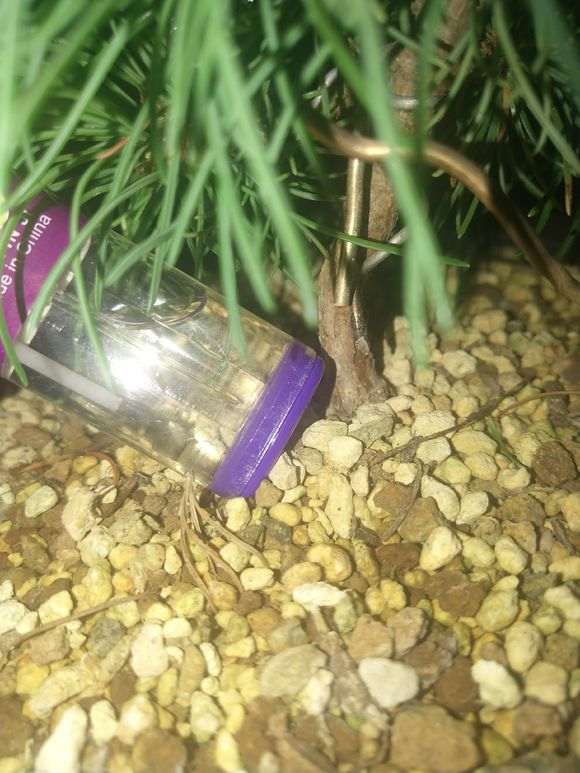 为什么五针松下山桩换了大盆 长的快