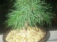 为什么五针松下山桩换大盆后 长的快