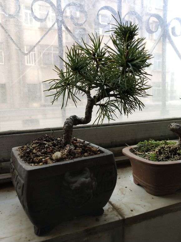 这棵那须五针松下山桩 对吗 图片