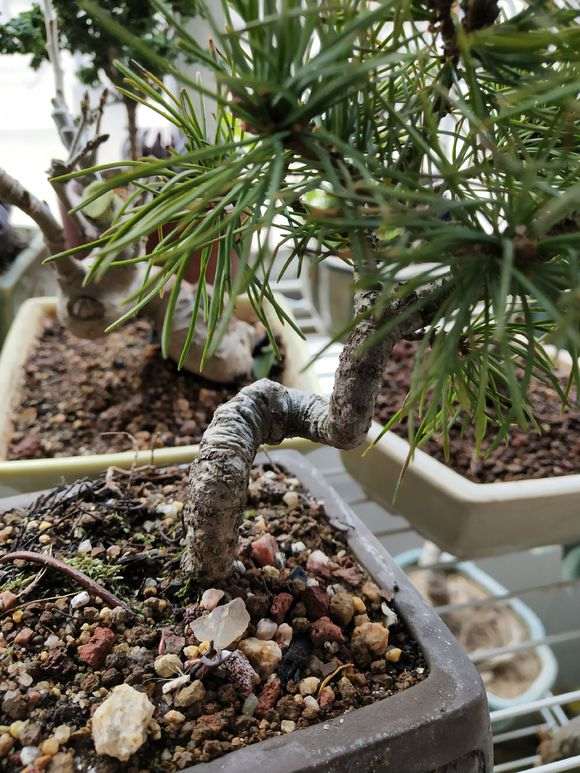 这棵那须五针松下山桩 对吗 图片