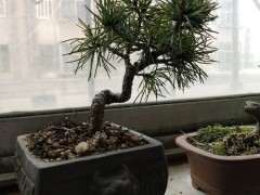 这棵那须五针松下山桩 对吗 图片