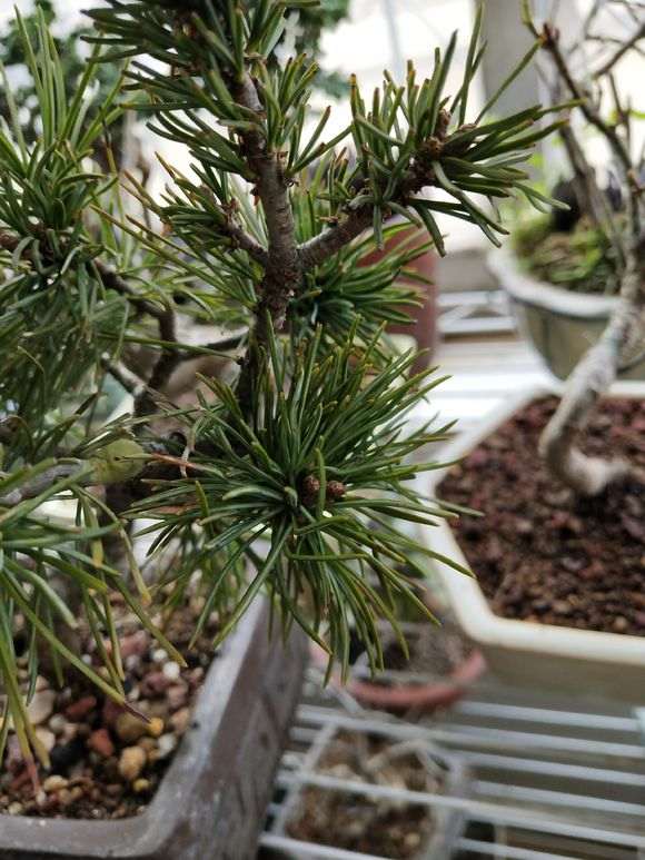 大阪松下山桩用什么土养最好 图片