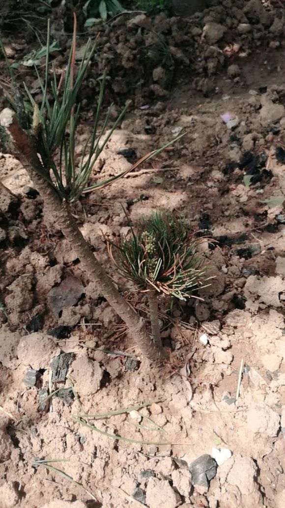 大阪松下山桩用什么土养最好 图片