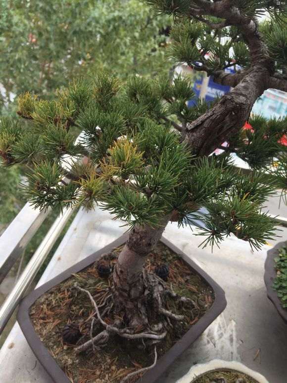 秋天五针松下山桩掉叶子 这是失枝吗