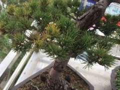 秋天五针松下山桩掉叶子 这是失枝吗